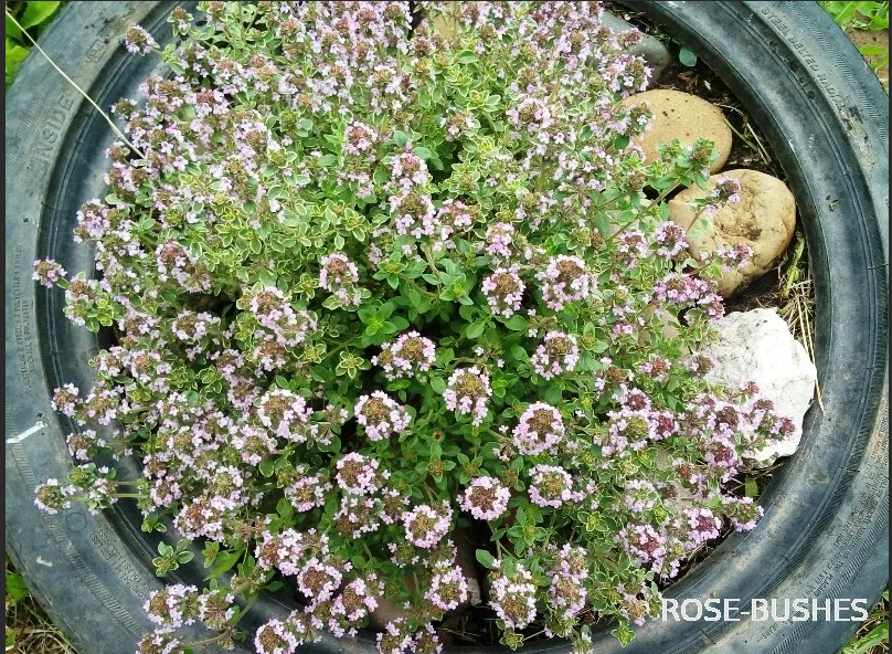 0623 ������ �������� (Thymus serpyllum) ������